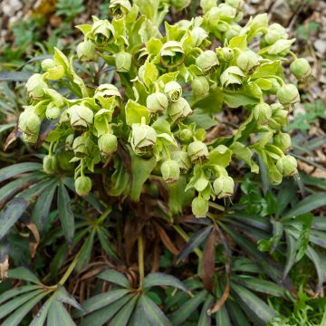 Eléboro fétido - Helleborus foetidus