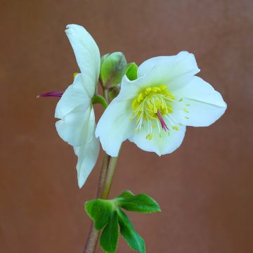 Eléboro oriental White