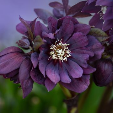Eléboro oriental Double Black