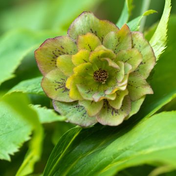 Eléboro oriental Double Green Spotted