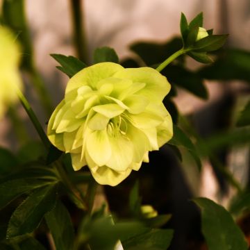 Eléboro oriental Double Amarillo