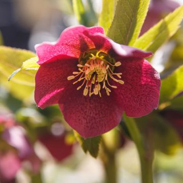 Eléboro oriental Red