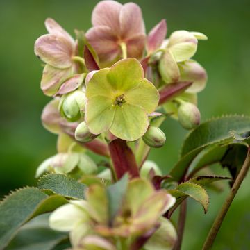 Eléboro de Stern - Helleborus sternii