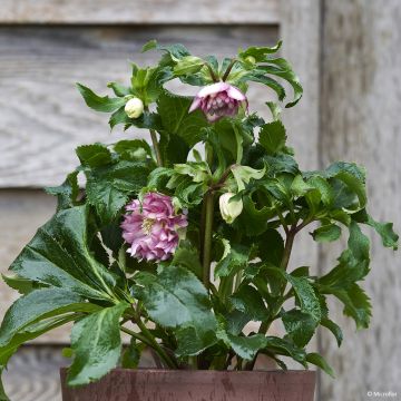 Eléboro oriental ViV Stefania