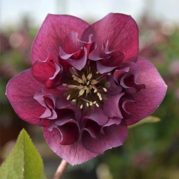 Eléboro oriental ViV Vera