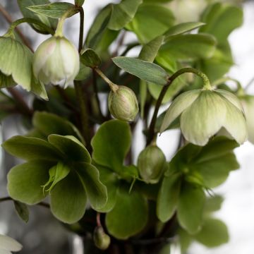 Helleboro tibetano - Helleborus thibetanus
