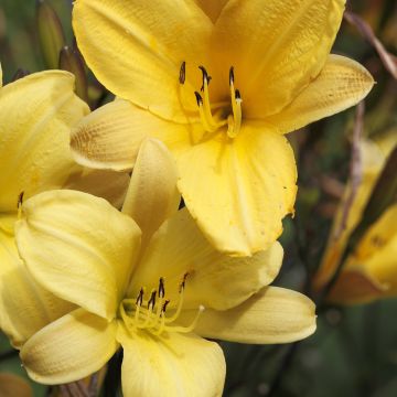 Hemerocallis Corky