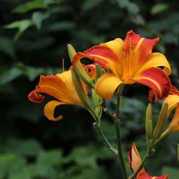 Hemerocallis Frans Hals