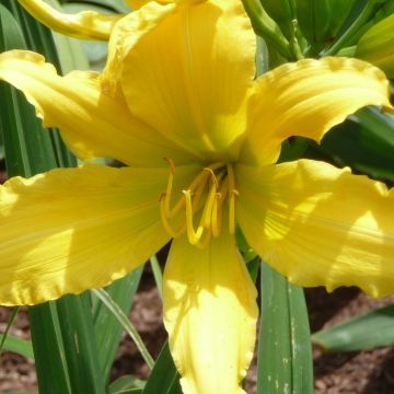 Hemerocallis Green Valley