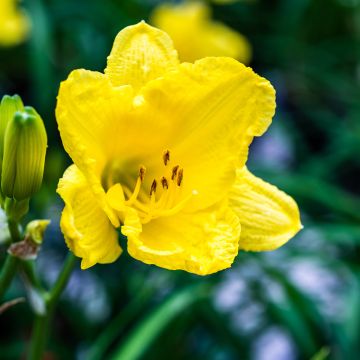 Hemerocallis Happy Returns