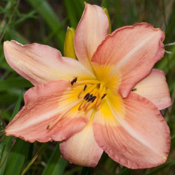 Hemerocallis Joyful Occasion