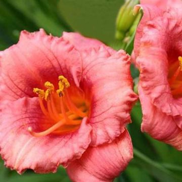 Hemerocallis Cosmopolitan