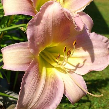Hemerocallis Hazel Monette