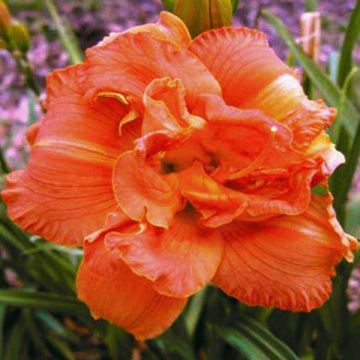 Hemerocallis Rose Corsage