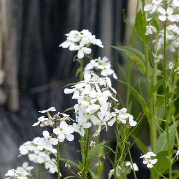 Violeta de los Jardines Blanca (semillas) - Hesperis matronalis
