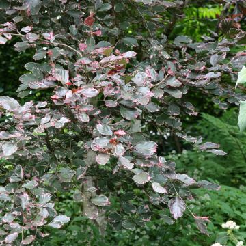 Haya común Purpurea Tricolor - Fagus sylvatica