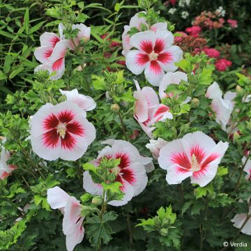 Hibiscus syriacus Hibisa Blanco - Rosa de Siria
