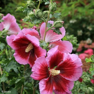 Hibiscus syriacus Hibisa Cocktail - Rosa de Siria