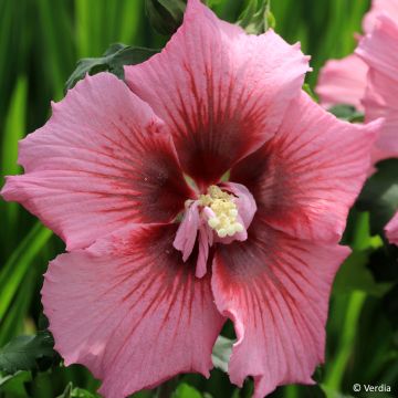 Hibiscus syriacus Hibisa Rosada - Rosa de Siria