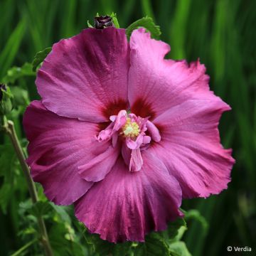 Hibiscus syriacus Hibisa Sangria - Rosa de Siria