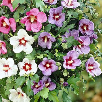 Hibiscus syriacus Tricolor - Altea