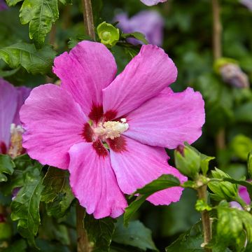Altea Pink Giant - Hibiscus syriacus