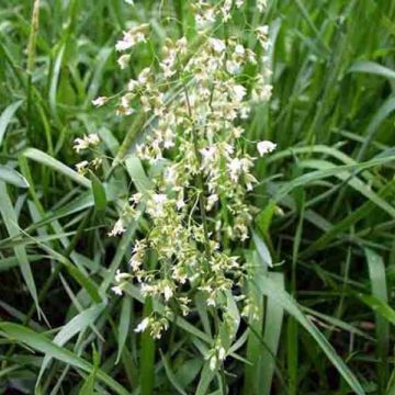 Hierba de búfalo - Hierochloe odorata