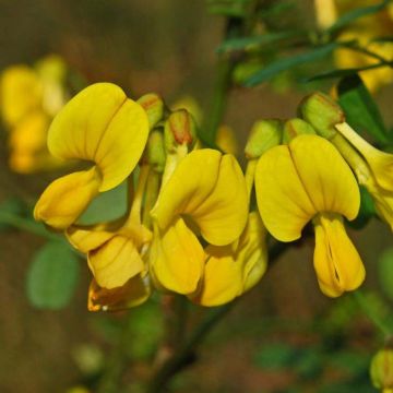 Hippocrepis emerus - Zapatitos de la Virgen