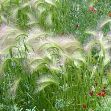 Hordeum jubatum (semillas)