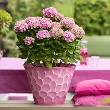 Hortensia macrophylla Magical Coral rosa - Hydrangea