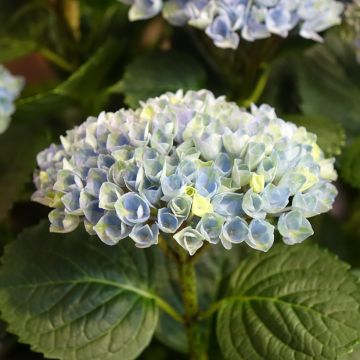 Hortensia macrophylla Magical Revolution Bleu - Hydrangea