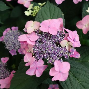 Hortensia macrophylla Nanping - Hydrangea