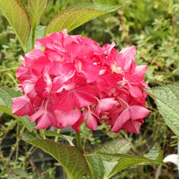 Hortensia macrophylla Dutch Ladies Selma - Hydrangea