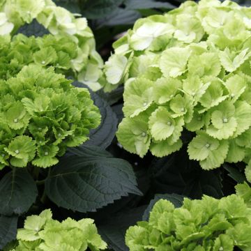 Hortensia macrophylla Verdi - Hydrangea