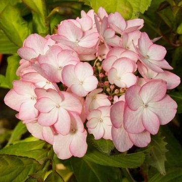 Hortensia macrophylla Sabrina - Hydrangea