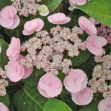 Hortensia macrophylla Camino - Hydrangea