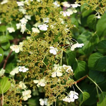 Hortensia anomala var. petiolaris var. cordifolia - Hortensia trepadora