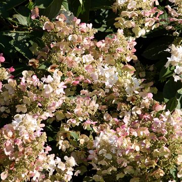 Hortensia paniculata Burgondy Lace - Hydrangea paniculata