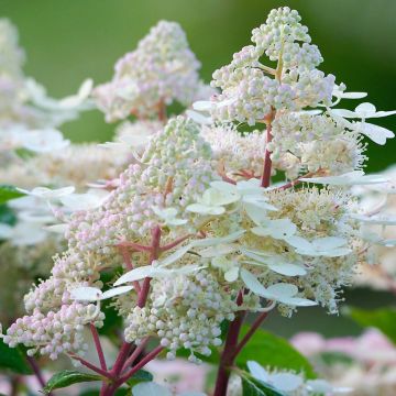 Hortensia paniculata Early Harry - Hydrangea paniculata