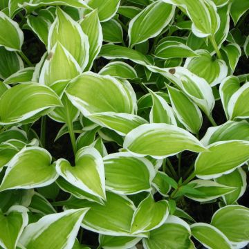 Hosta Emily Dickinson
