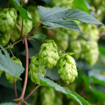 Lúpulo Pure - Humulus lupulus