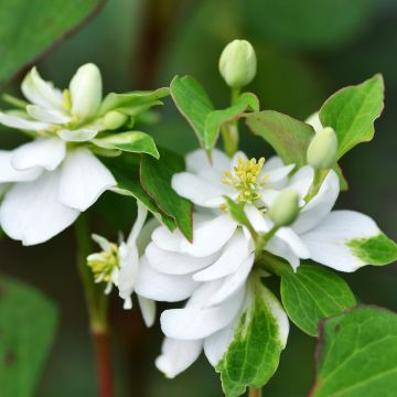 Houttuynia cordata Flore Pleno - Hierba del pescado