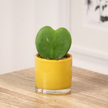 Hoya kerrii - Planta corazón