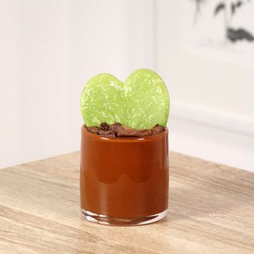 Hoya kerrii Splash - Planta corazón