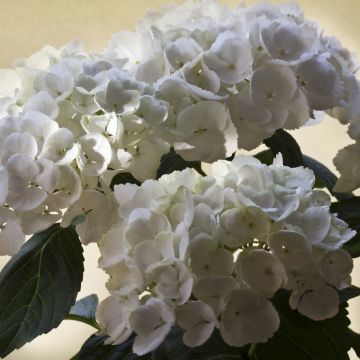 Hortensia macrophylla Magical Pearl - Hydrangea