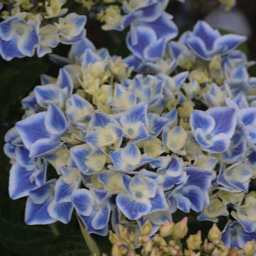 Hortensia macrophylla Lady Fujiyo - Hydrangea