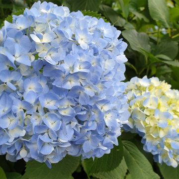 Hortensia macrophylla Ankong - Hydrangea