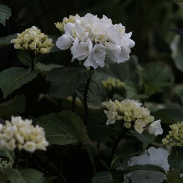 Hortensia macrophylla Black Steel Zebra - Hydrangea