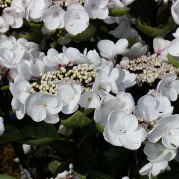 Hortensia macrophylla Rendez-Vous Choco Chic - Hydrangea