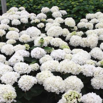 Hortensia macrophylla Rendez-Vous Choco Pur - Hydrangea